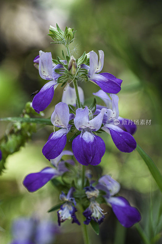 山梨花(Collinsia heterophylla)是一种开花植物，原产于加利福尼亚和下加利福尼亚。它被称为紫色中国房子或天真。托罗县公园，蒙特利县，加利福尼亚州。车前草科。